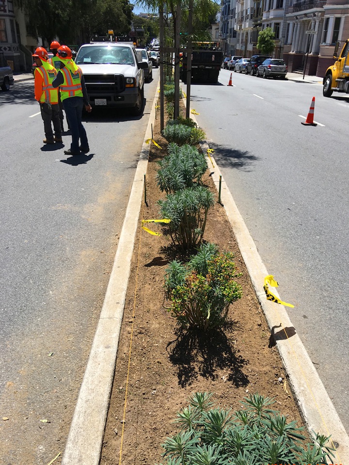 median planting 5.2.16